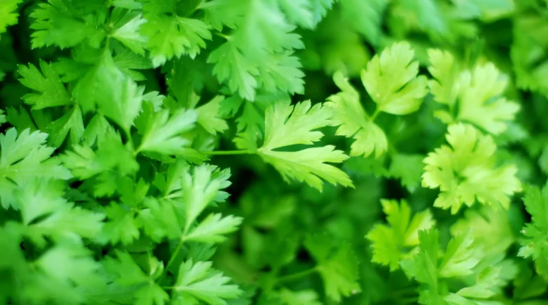 Manfaat Parsley Untuk Kesehatan Tubuh Yang Optimal