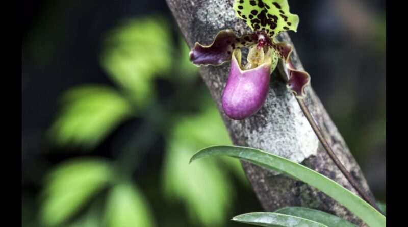 Penemuan Anggrek Baru Memukau Dunia Botani Modern