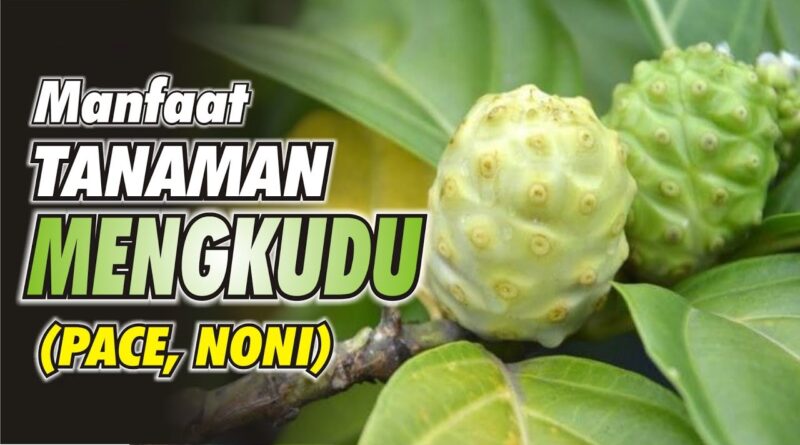 Buah Mengkudu