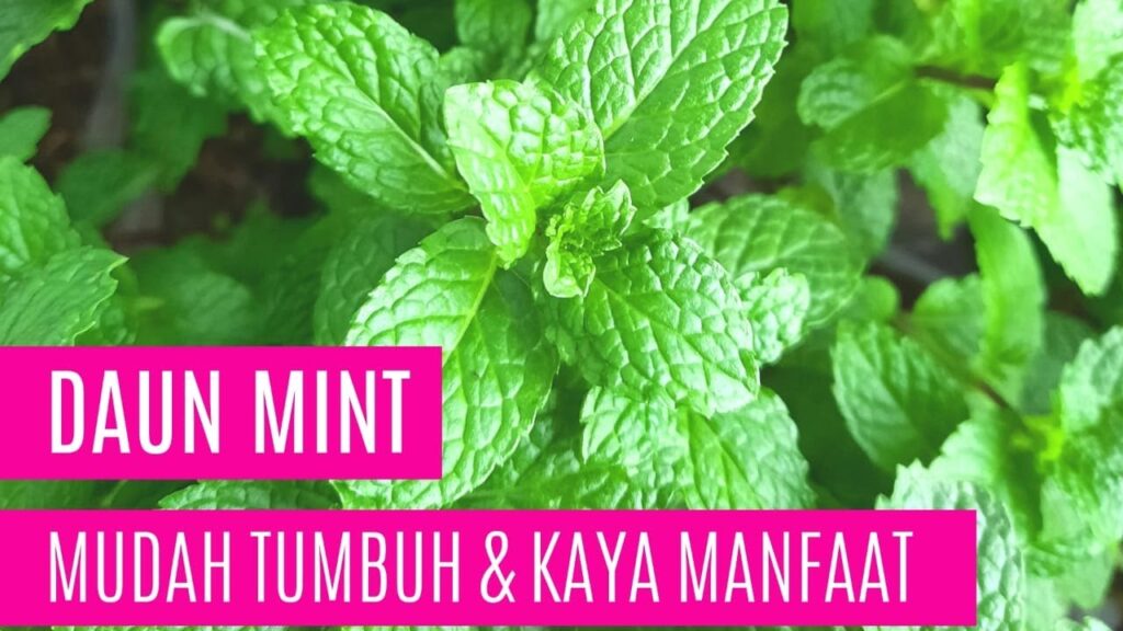 Daun Mint