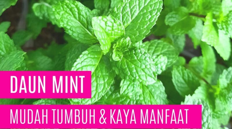 Daun Mint