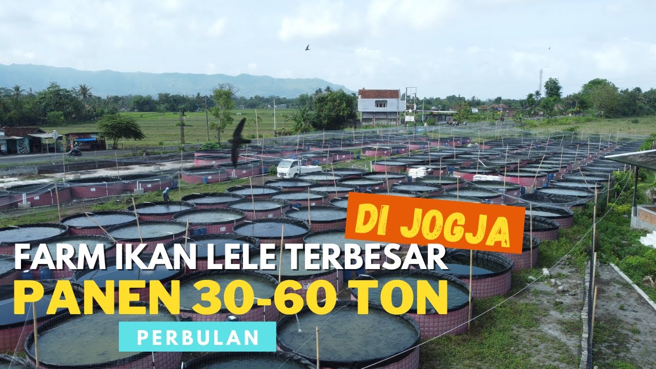 Peluang Dan Strategi Sukses Dalam Bisnis Ikan Lele, Yuk Simak