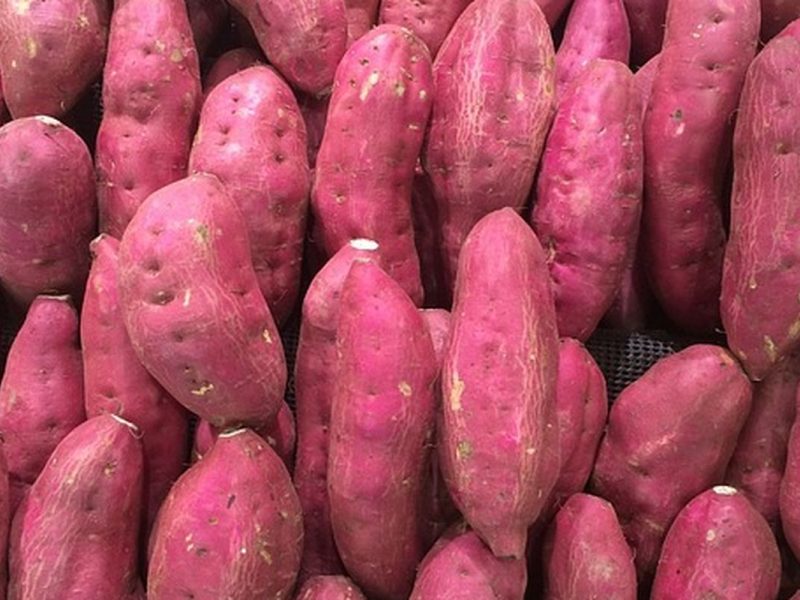 Anti Gagal! Cara Pilih Ubi Ungu Paling Manis