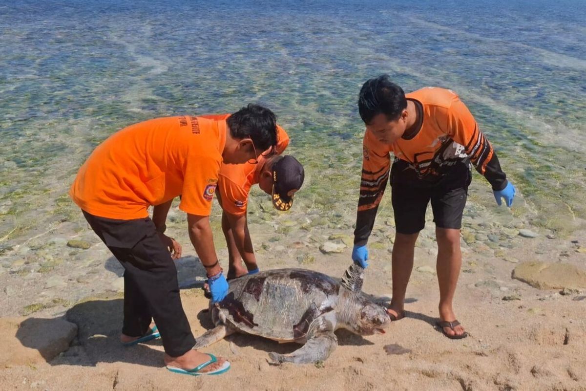 Dua Penyu Terluka Di Temukan Mati Di Gunungkidul
