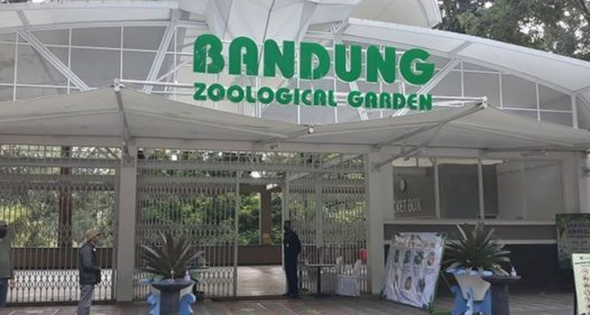 Krisis Bandung Zoo: Tutup 5 Bulan, Biaya Pakan Melejit