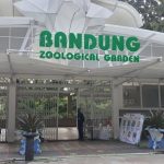 Krisis Bandung Zoo: Tutup 5 Bulan, Biaya Pakan Melejit