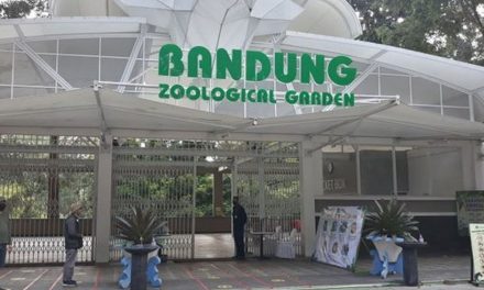 Krisis Bandung Zoo: Tutup 5 Bulan, Biaya Pakan Melejit
