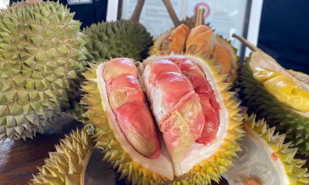 Durian Merah Banyuwangi, Keunikannya Kini Di Lindungi Negara