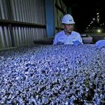 Harga Nikel Tertekan, INCO Fokus Di Ketahanan Jangka Panjang