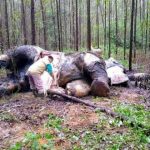 Seekor Gajah Sumatera Di Riau, Di Temukan Mati Mengenaskan