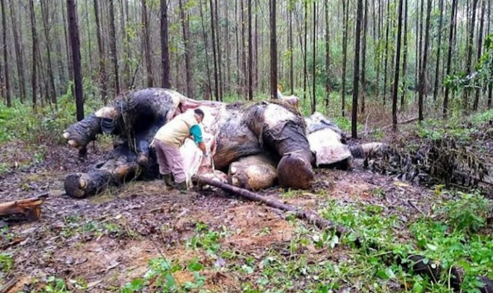 Seekor Gajah Sumatera Di Riau, Di Temukan Mati Mengenaskan