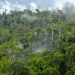 Hutan Kalimantan Cagar Alam Indonesia Yang Indah Dan Kaya