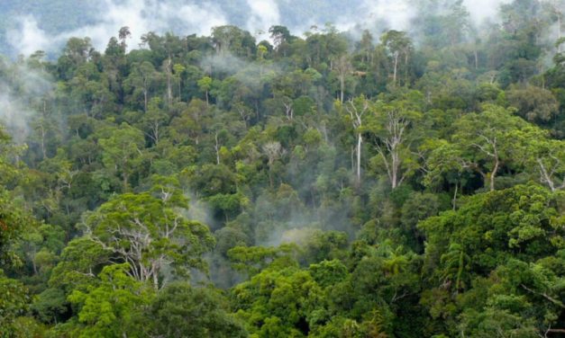 Hutan Kalimantan Cagar Alam Indonesia Yang Indah Dan Kaya