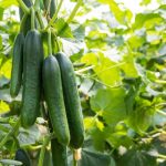 Buah Timun Keajaiban Dari Alam Dengan Berbagai Manfaat