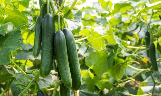 Buah Timun Keajaiban Dari Alam Dengan Berbagai Manfaat