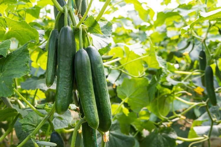 Buah Timun Keajaiban Dari Alam Dengan Berbagai Manfaat