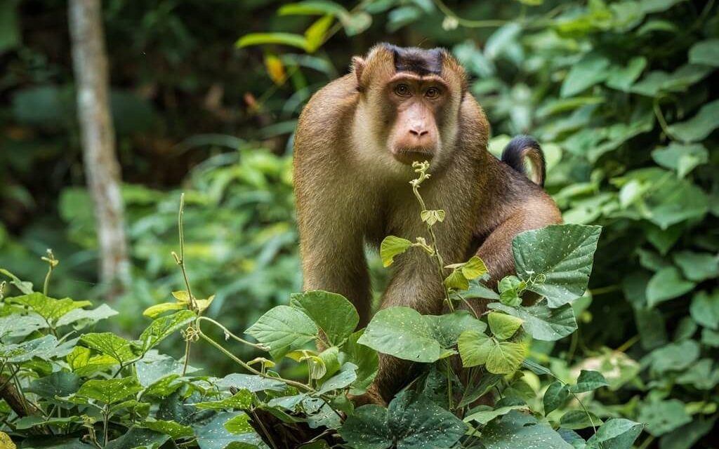 Hewan Beruk Primata Pintar Dengan Kemampuan Luar Biasa