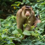 Hewan Beruk Primata Pintar Dengan Kemampuan Luar Biasa
