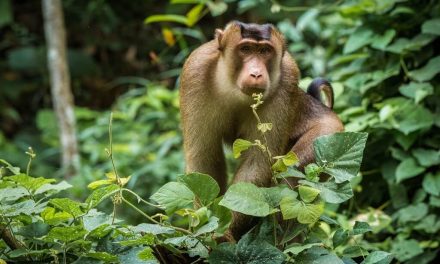 Hewan Beruk Primata Pintar Dengan Kemampuan Luar Biasa