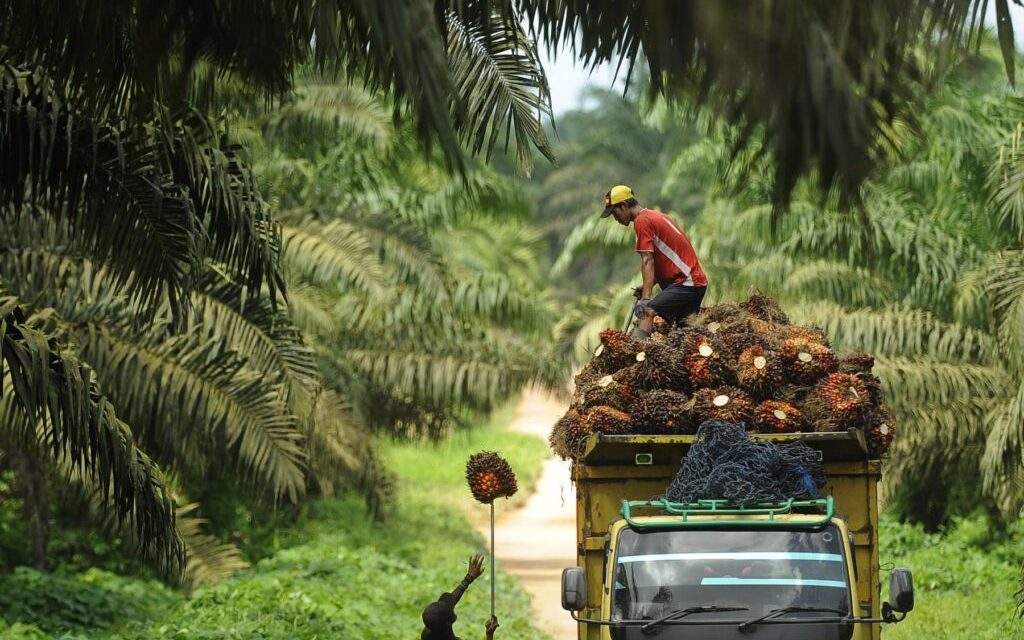 Kelapa Sawit Jadi Salah Satu Sumber Perekonomian Indonesia