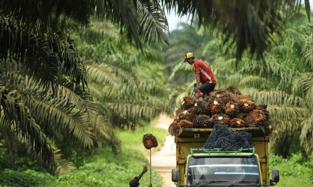 Kelapa Sawit Jadi Salah Satu Sumber Perekonomian Indonesia