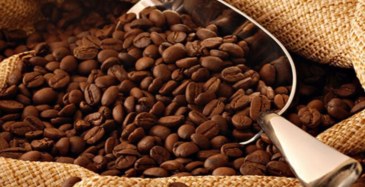 Biji Kopi Gayo Miliki Kualitas Terbaik Di Level Kelas Dunia Loh