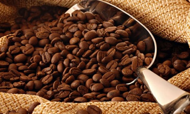 Biji Kopi Gayo Miliki Kualitas Terbaik Di Level Kelas Dunia Loh