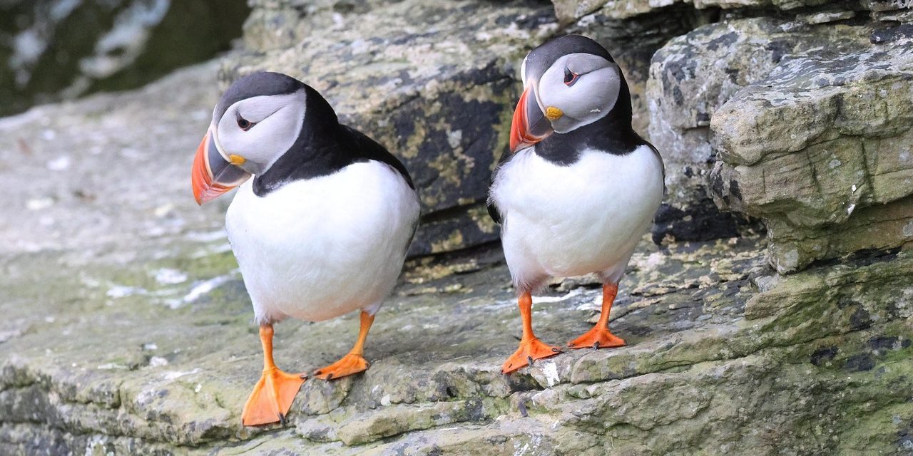 Burung Puffin, Si Badut Laut Yang Kini Membutuhkan Pertolongan