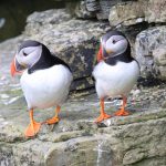 Burung Puffin, Si Badut Laut Yang Kini Membutuhkan Pertolongan