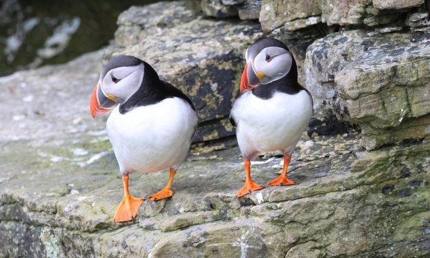 Burung Puffin, Si Badut Laut Yang Kini Membutuhkan Pertolongan