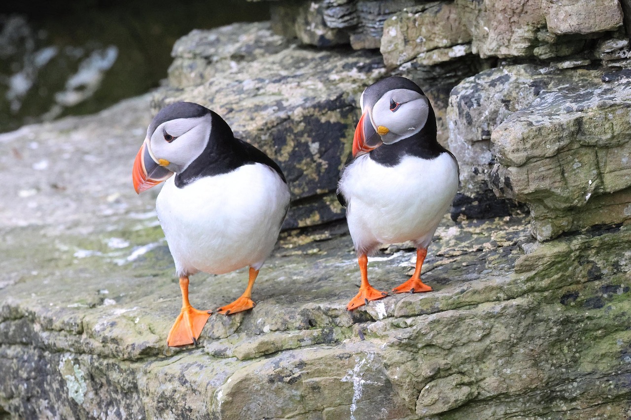 Burung Puffin