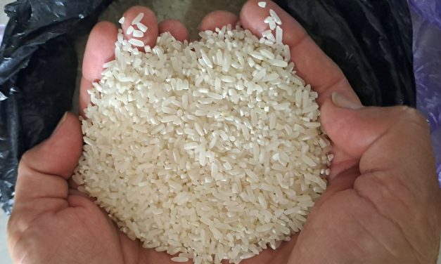 Awas Beras Oplosan! Cek 4 Ciri Ini Sekarang
