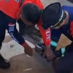 Damkar Pasuruan Evakuasi Ular Piton di Warung Kopi, Pengunjung Panik