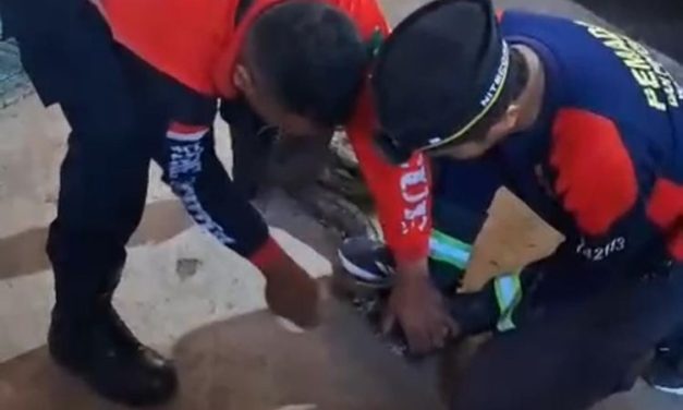 Damkar Pasuruan Evakuasi Ular Piton di Warung Kopi, Pengunjung Panik