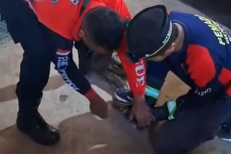 Damkar Pasuruan Evakuasi Ular Piton di Warung Kopi, Pengunjung Panik