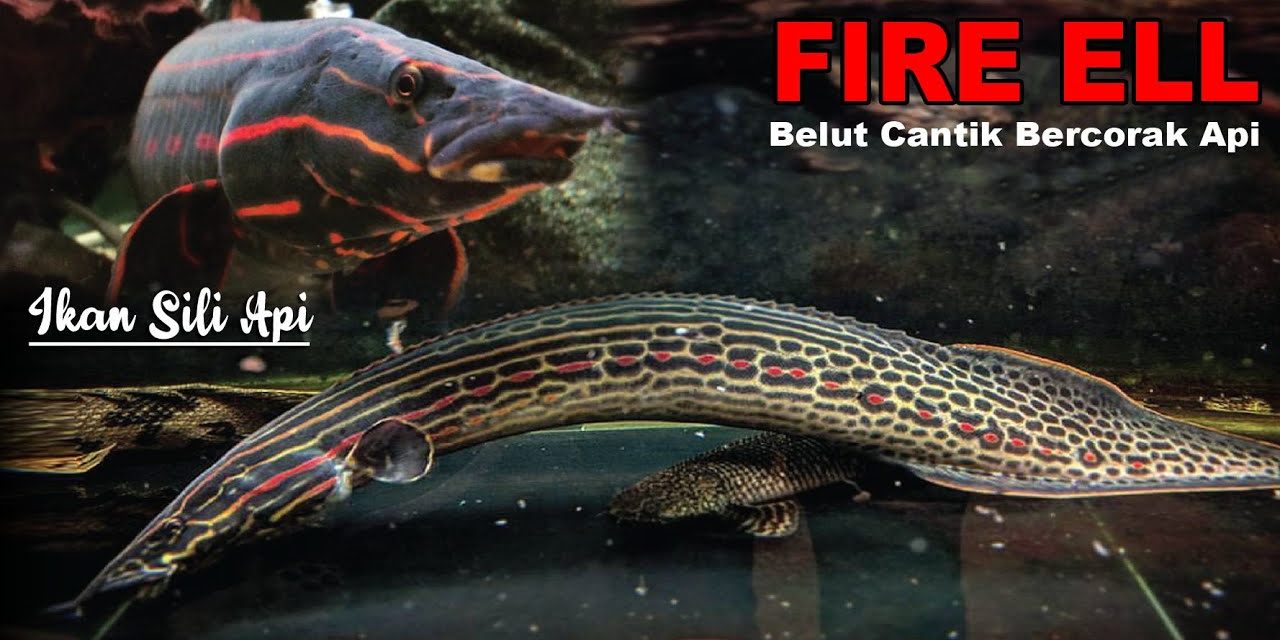 Ikan Sili Api Yang Menyerupai Bentuk Seperti Belut