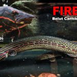 Ikan Sili Api Yang Menyerupai Bentuk Seperti Belut