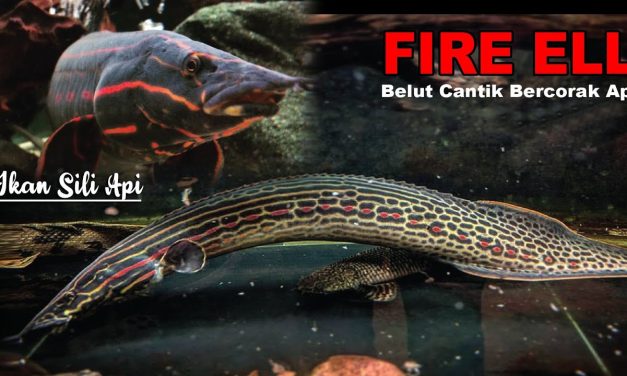 Ikan Sili Api Yang Menyerupai Bentuk Seperti Belut