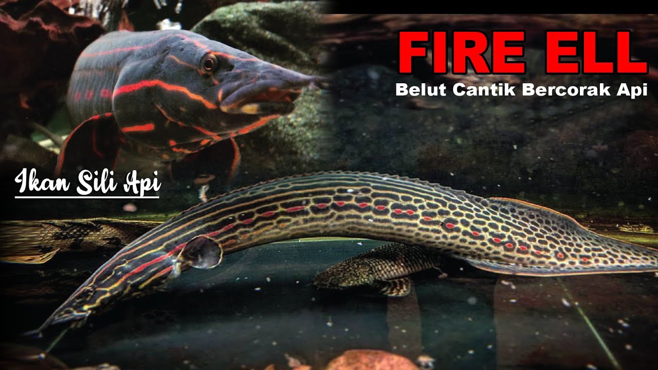 Ikan Sili Api