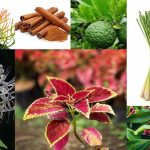 Tumbuhan Obat Dalam Pengobatan Tradisional Dan Modern