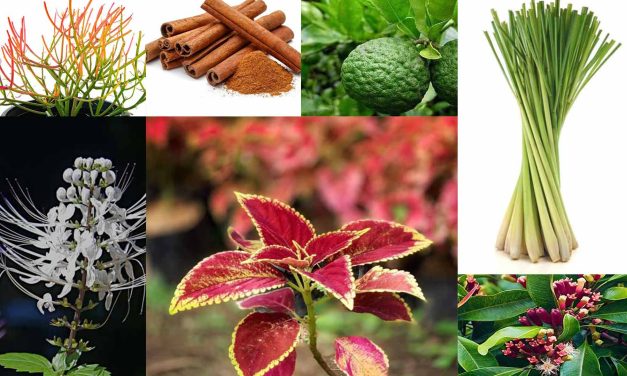Tumbuhan Obat Dalam Pengobatan Tradisional Dan Modern