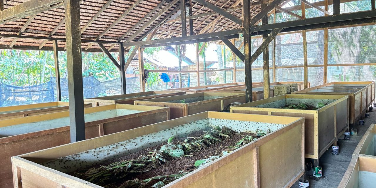 Budidaya Ternak Jangkrik Yang Mudah Dan Murah Untuk Pemula