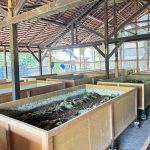 Budidaya Ternak Jangkrik Yang Mudah Dan Murah Untuk Pemula