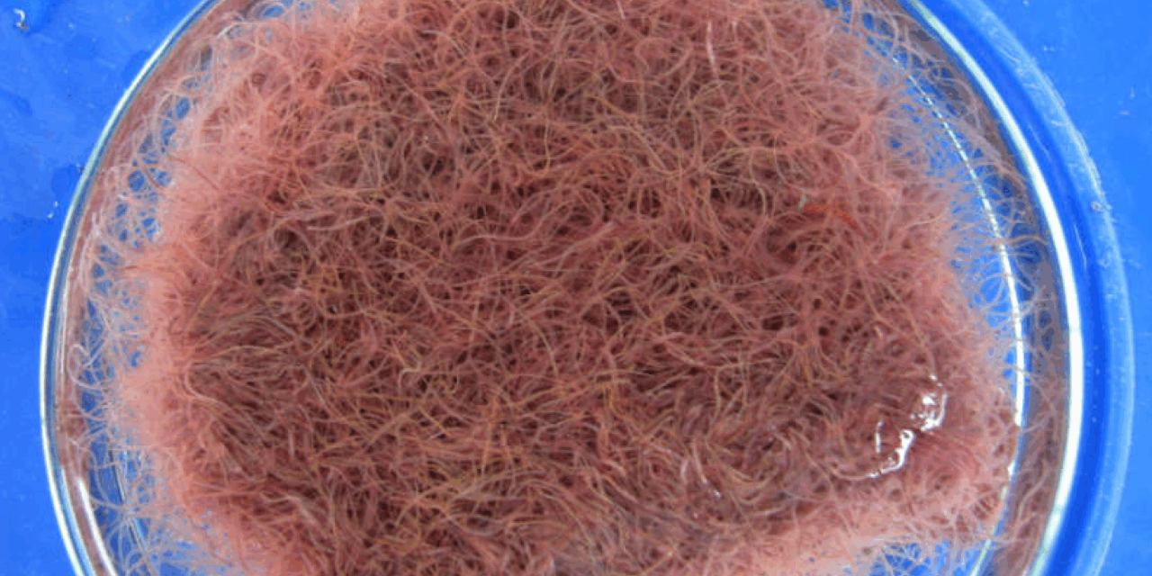 Budidaya Cacing Tali Untuk Pakan Ikan Karena Tinggi Protein