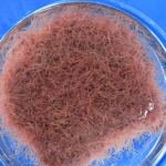Budidaya Cacing Tali Untuk Pakan Ikan Karena Tinggi Protein