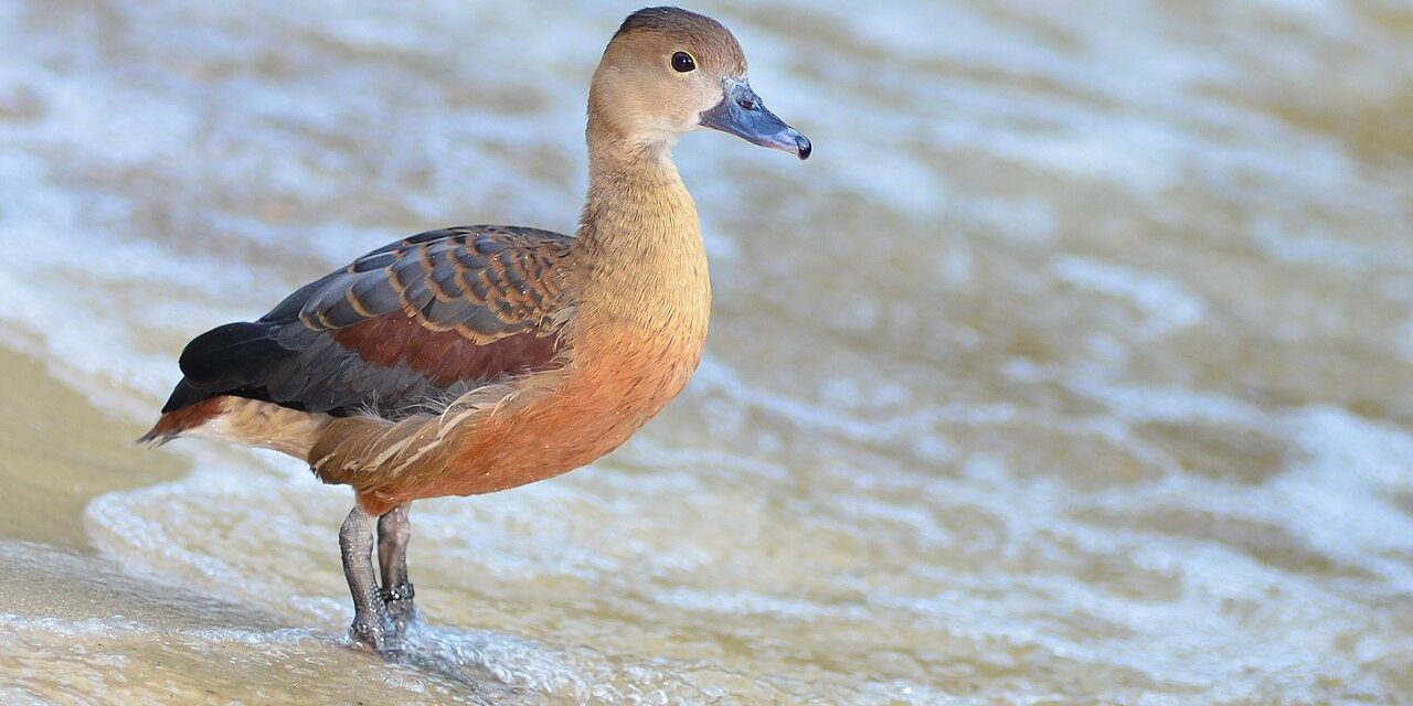 Burung Belibis Jenis Unggas Air Termasuk Jenis Anatidae