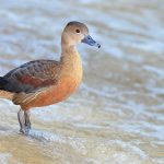 Burung Belibis Jenis Unggas Air Termasuk Jenis Anatidae