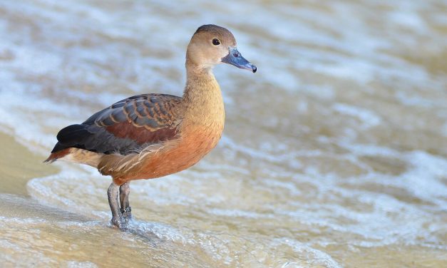 Burung Belibis Jenis Unggas Air Termasuk Jenis Anatidae