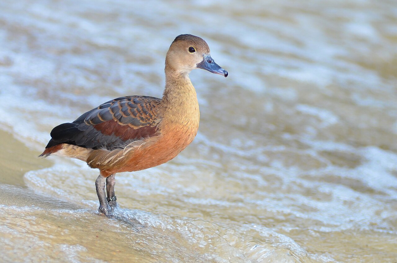 Burung Belibis