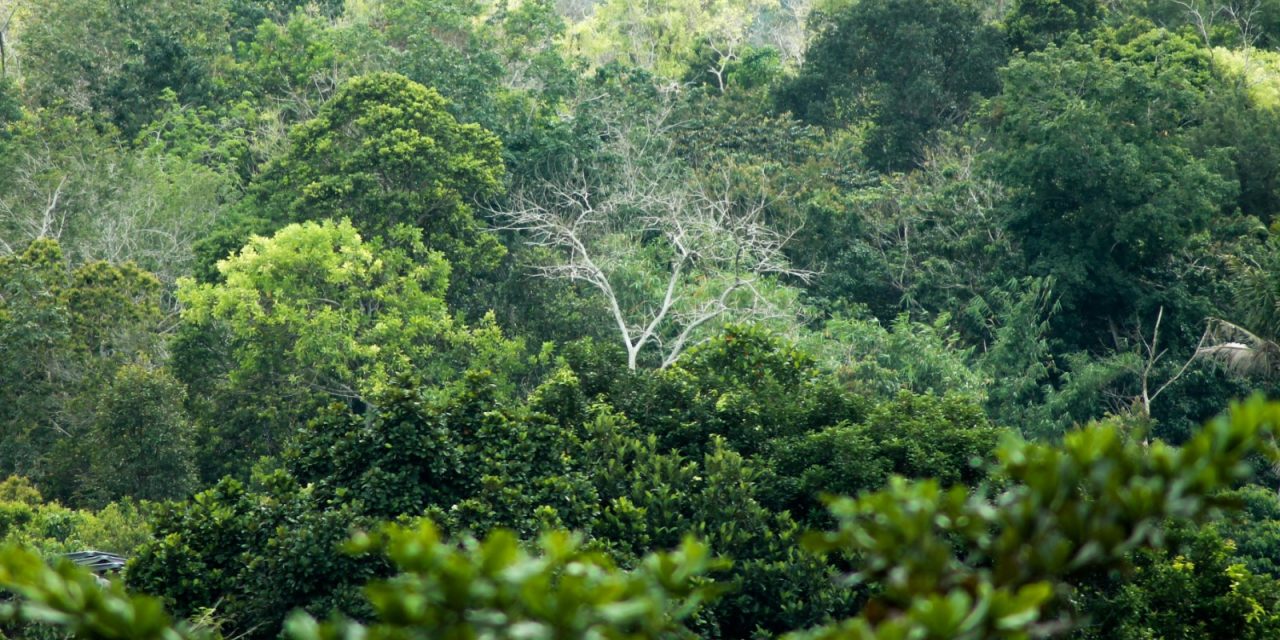 Menyelamatkan Hutan, Melestarikan Kehutanan Tropis Dunia
